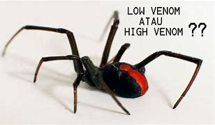 High Venom Artinya